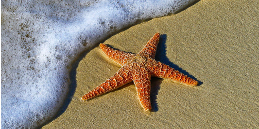 Sea Creatures & Shore Surprises: Wildlife Kids Might Spot in Cornwall!